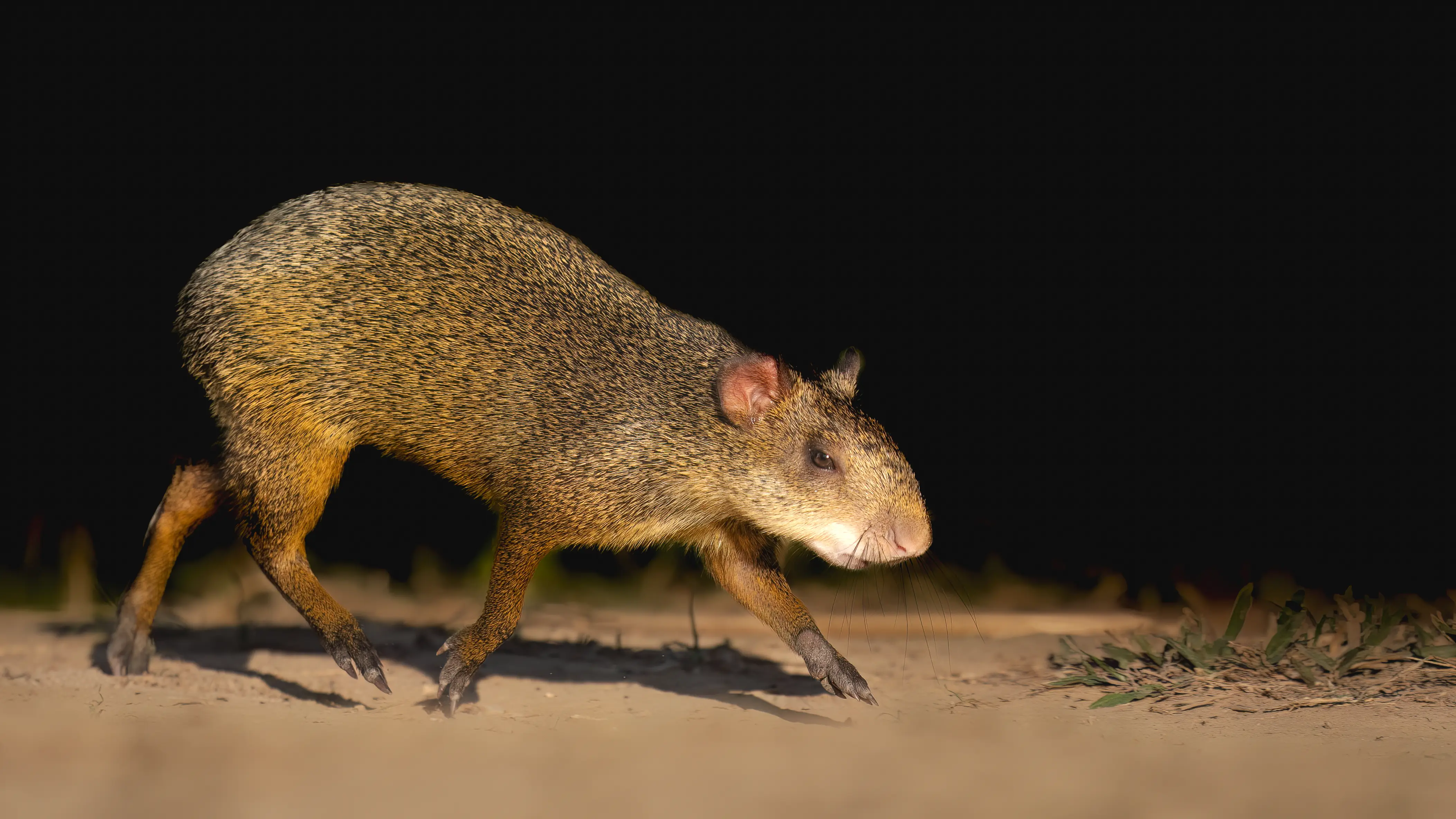 Pantanal Jaguar Expedition gallery image 5